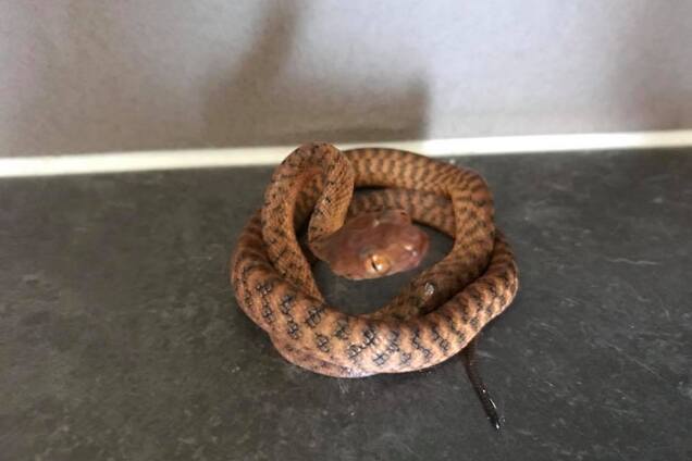 Пора поиграть: в сети предложили оценить маскировку змеи