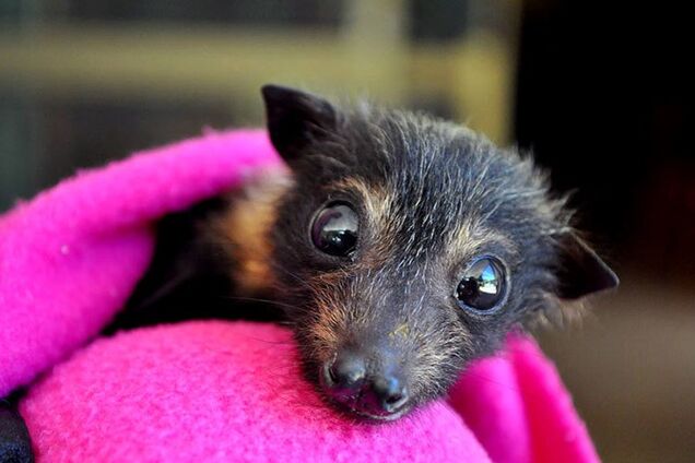 25 серпня 2018: яке сьогодні свято