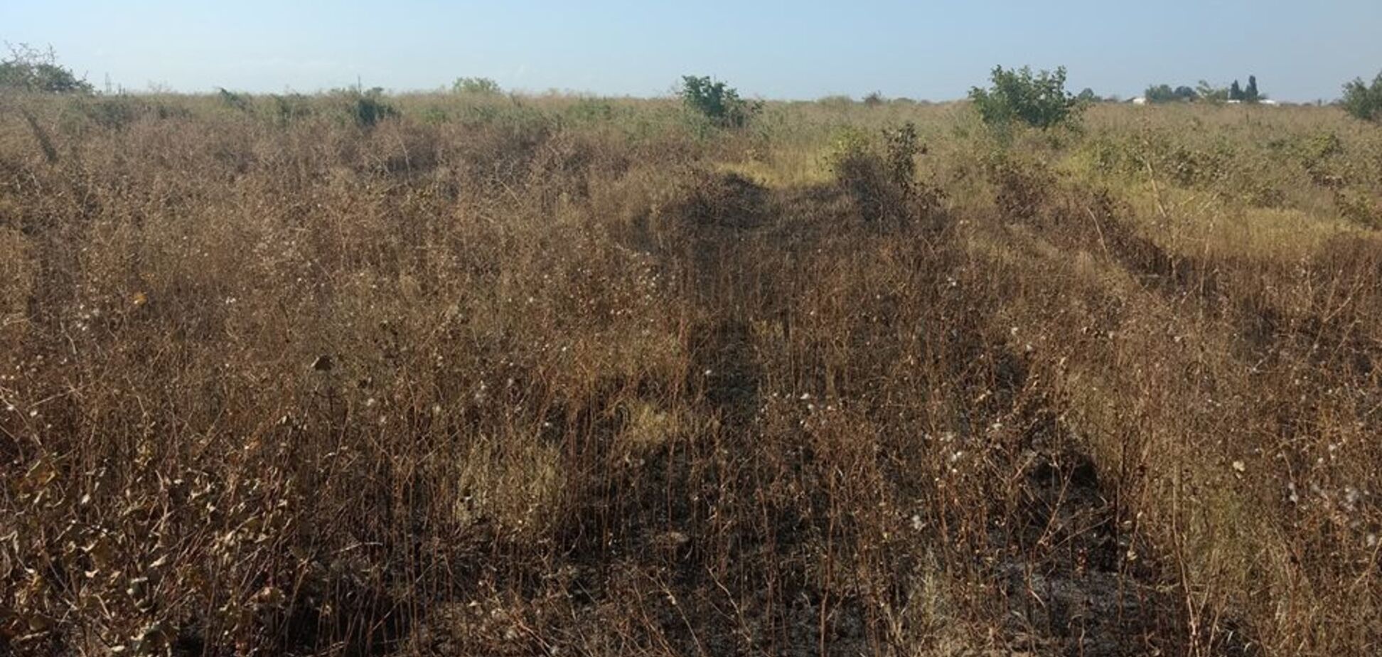 Поджог виноградников под Одессой: опубликованы разоблачающие фото