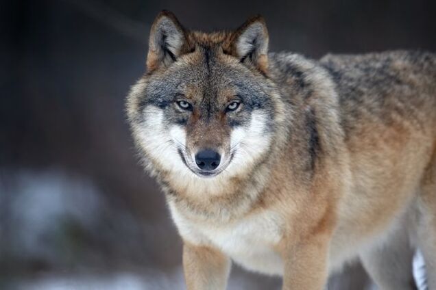 В Запорожской области волки атаковали село