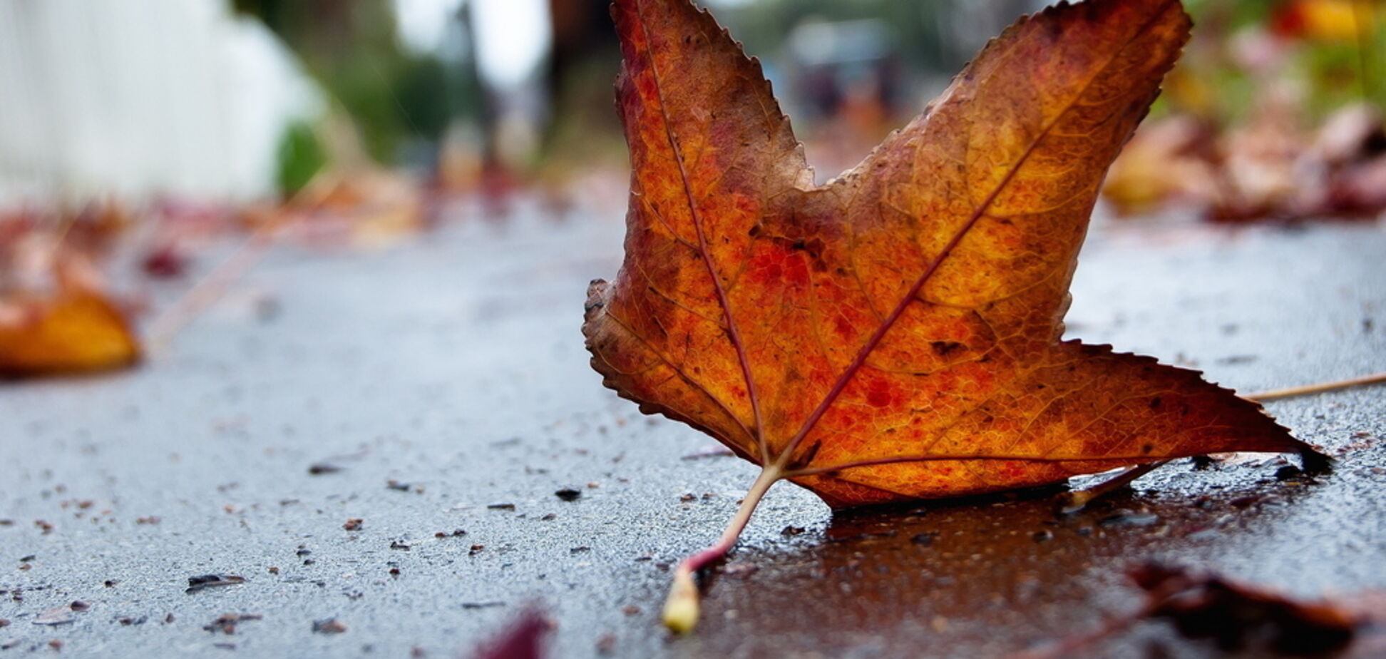 Два бабьих лета: синоптики дали подробный прогноз на осень в Украине