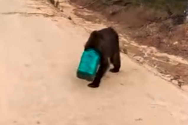 В России ищут сбежавшего с канистрой медведя: опубликовано видео