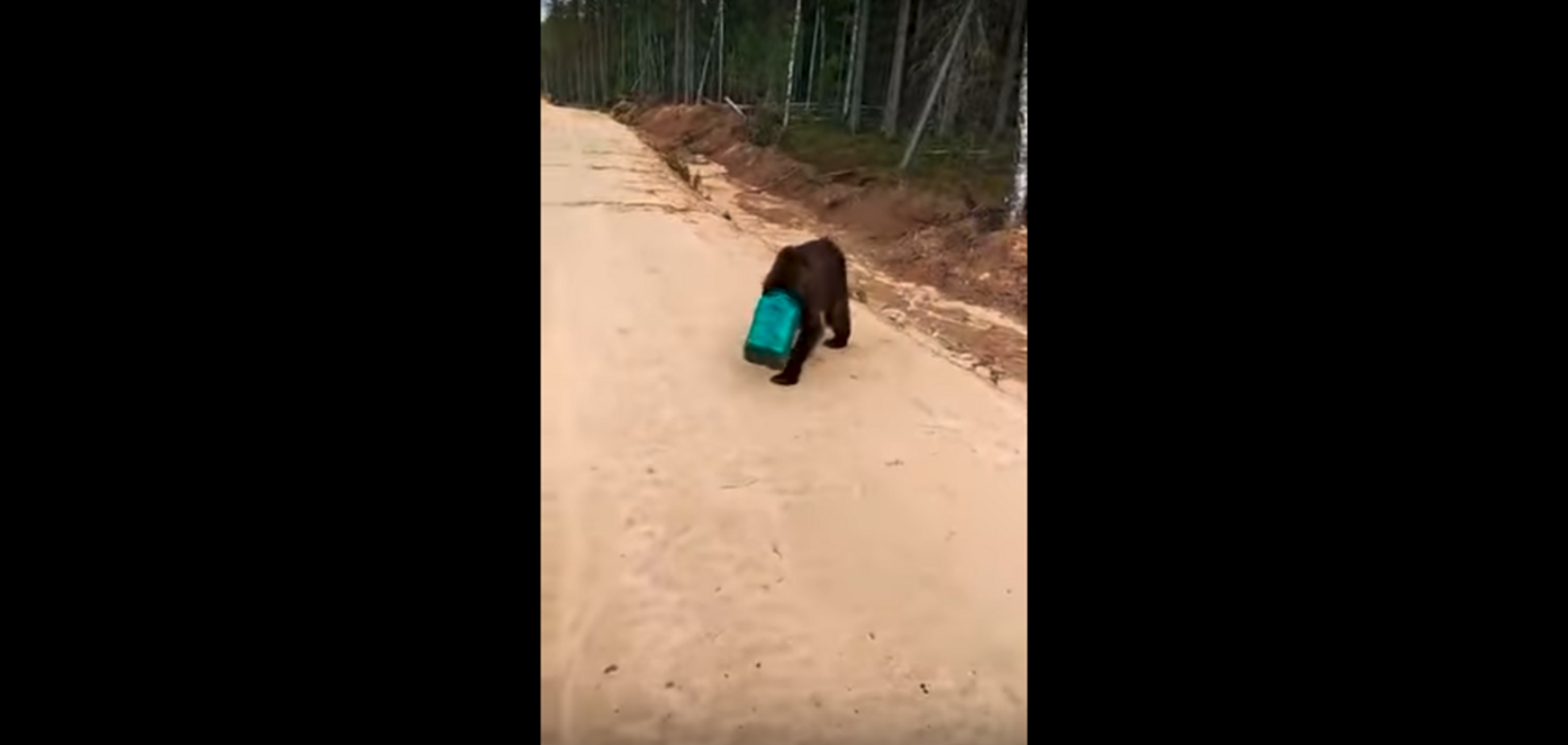 В России ищут сбежавшего с канистрой медведя: опубликовано видео