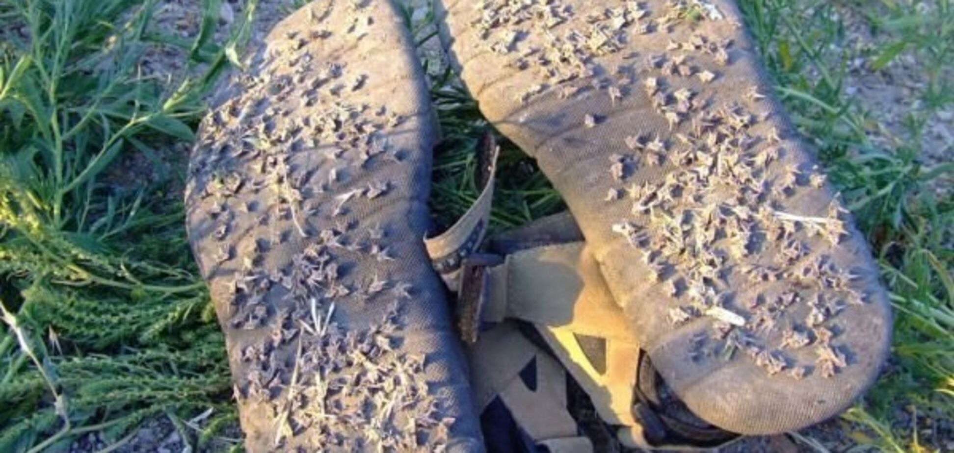 Пробивает обувь и колеса: Мелитополь атаковало ядовитое растение