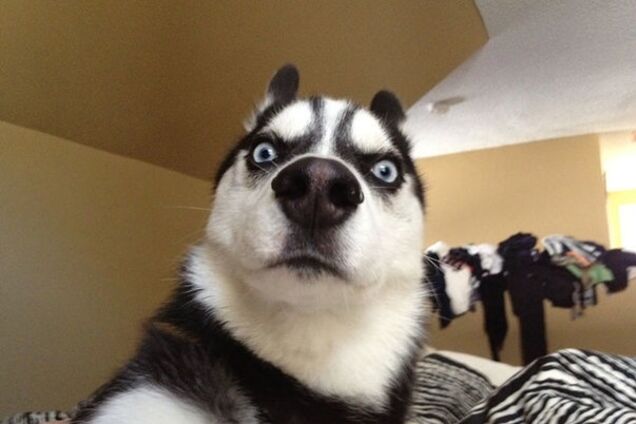 Котів доведеться реєструвати