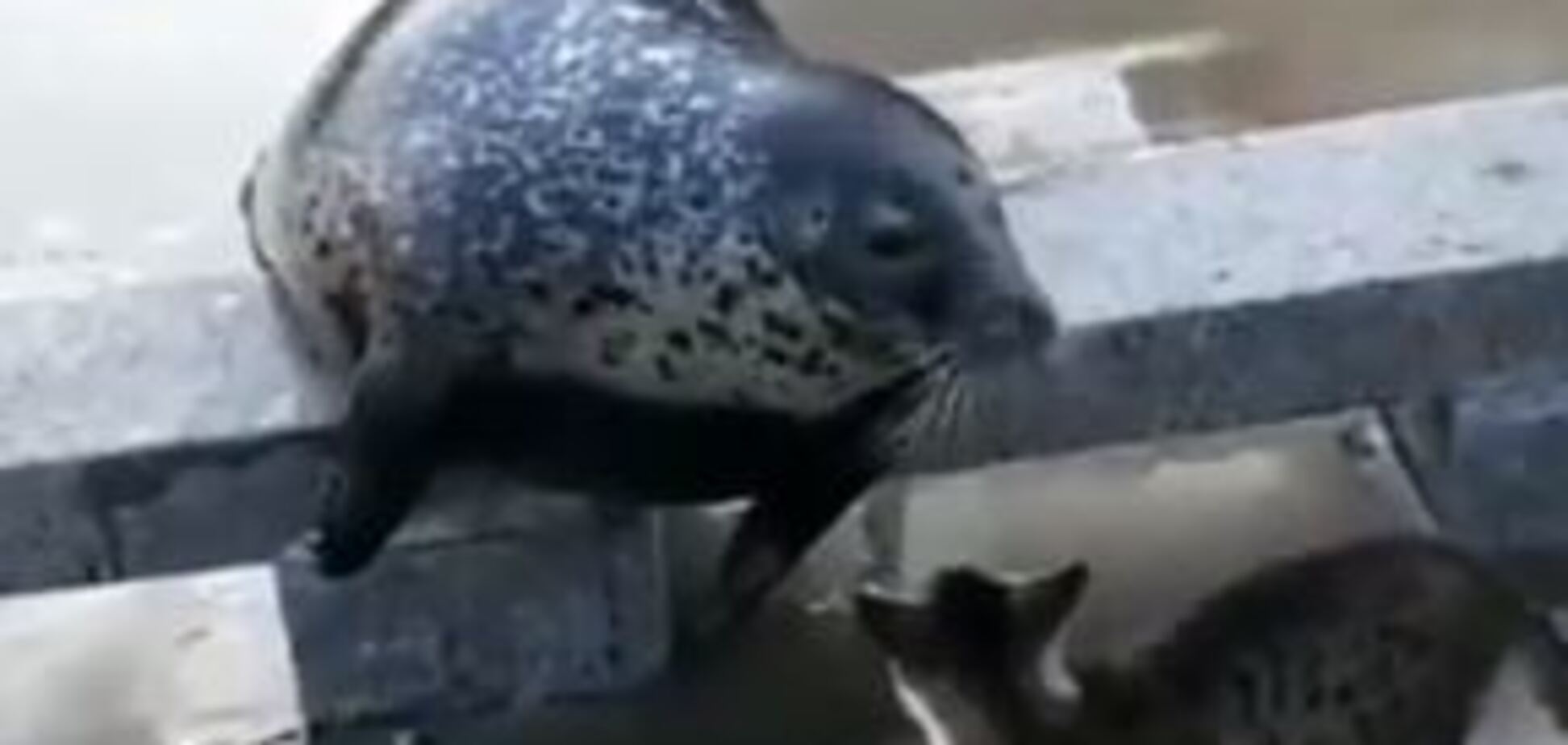 'Это нападение!' Драка кота и тюленя взбудоражила сеть