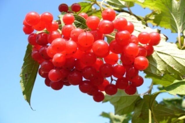 Мовна реформа: російщення українського правопису досі не припинилося