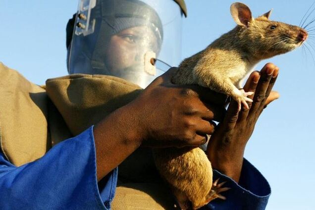 'Прогриз велику дірку': екс-футболіста збірної Англії понівечив щур