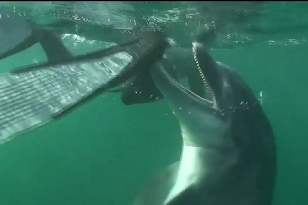 Похотливый дельфин натворил бед во Франции: что случилось