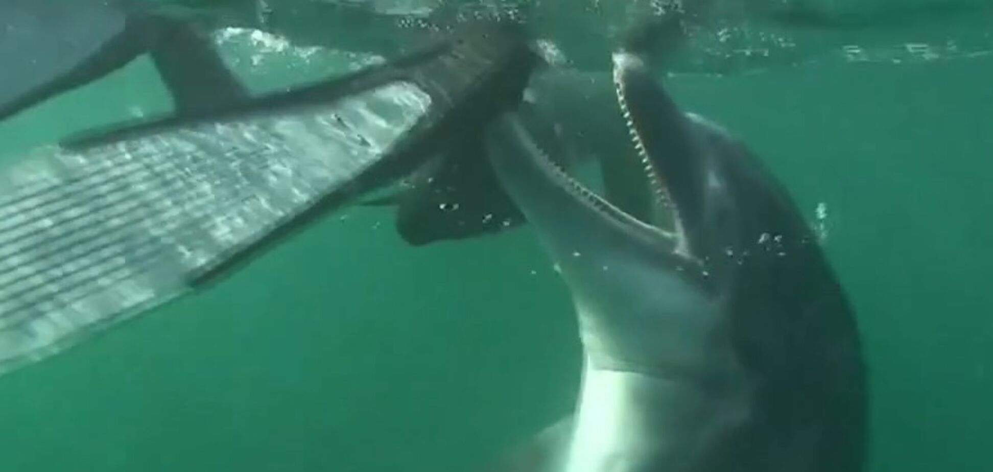 Хтивий дельфін накоїв лиха у Франції: що сталося