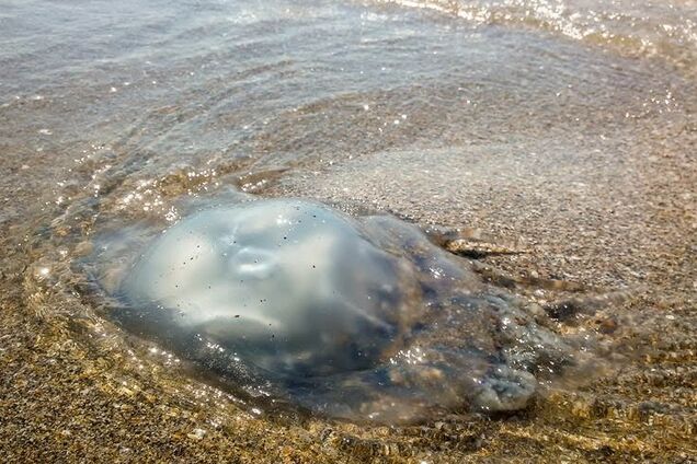 Огромные медузы замучили туристов в Одессе: фото пугающих созданий