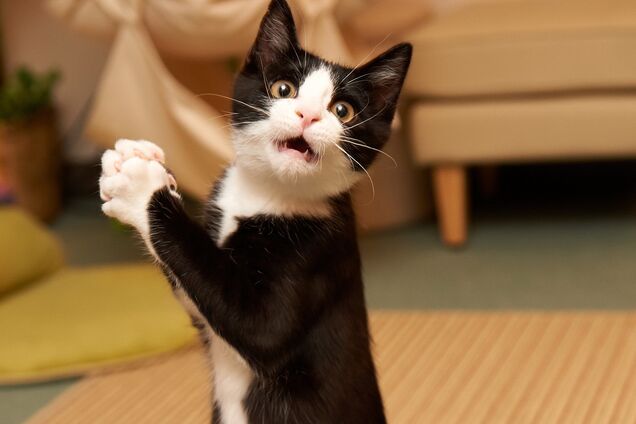 Ну просто анекдоты! Топ смешных и грустных поисковых запросов за 3 августа