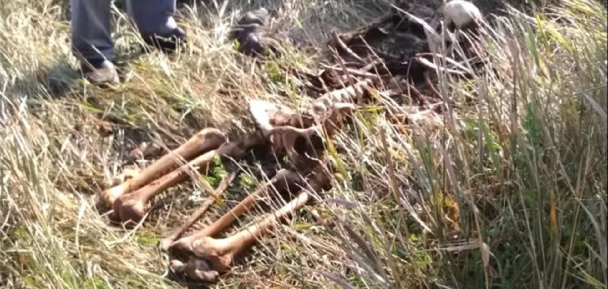 В Запорожье мужчина нашел в кустах скелет 