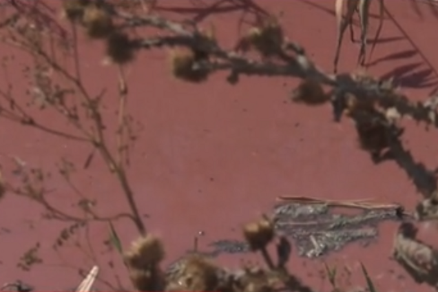 Вода стала розовой: на Николаевщине произошла катастрофа