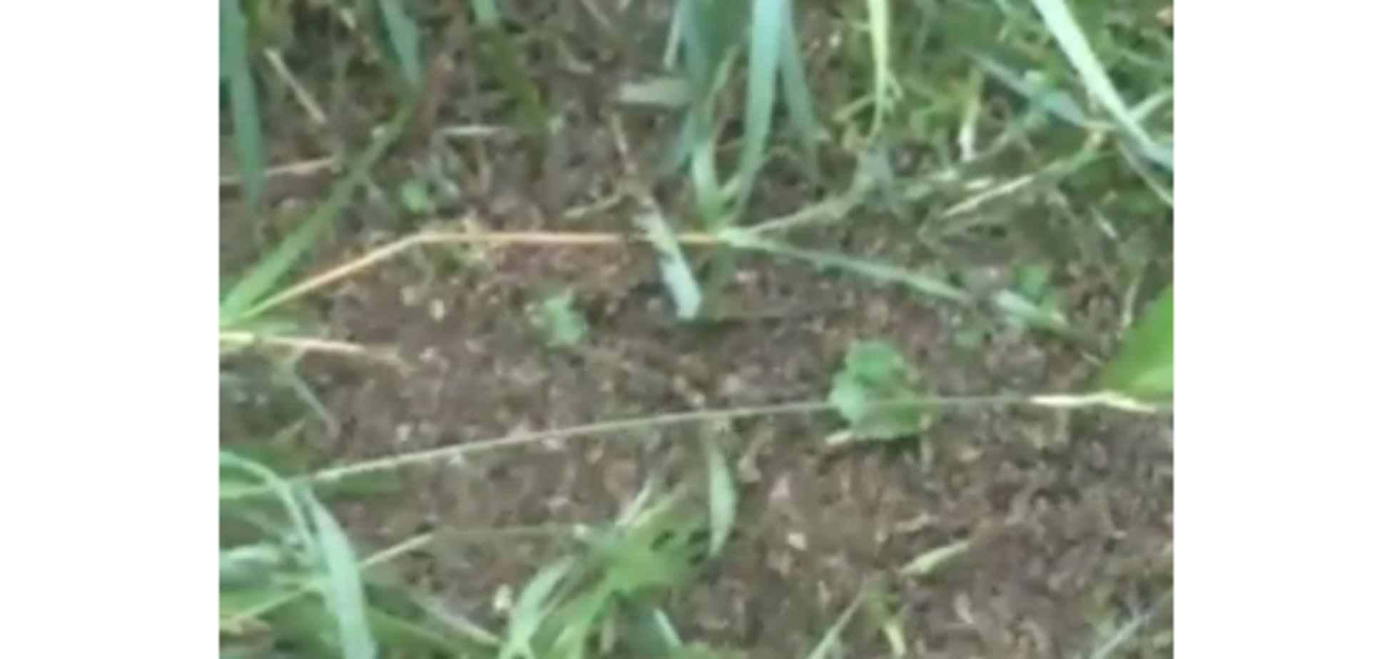 Кара небесна: регіон у Росії накрив дощ із комах