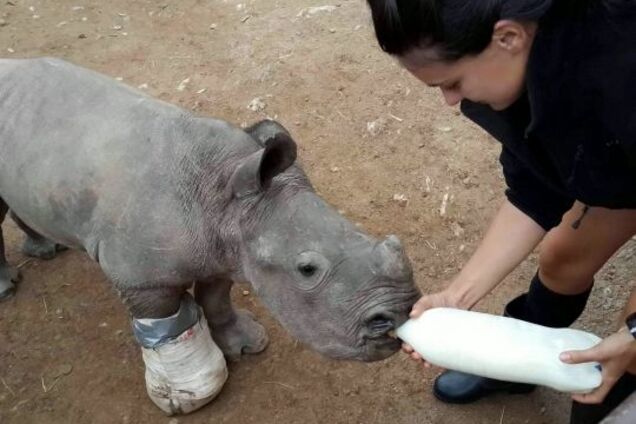 'Намагався врятувати маму': світ підкорила зворушлива історія про дитинча носорога