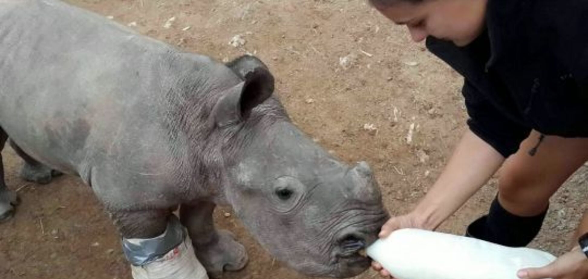 'Пытался спасти маму': мир покорила трогательная история о детеныше носорога 