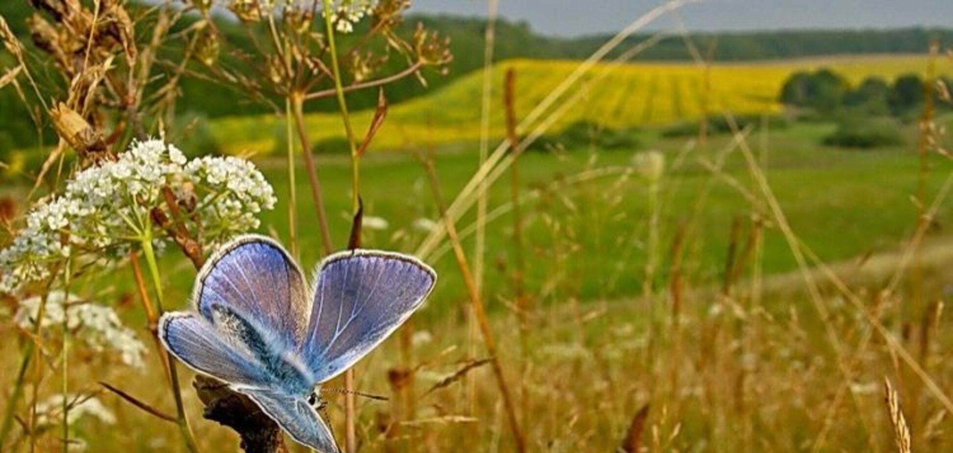 Лето, ускоряя ход, уже бежит навстречу сентябрю…