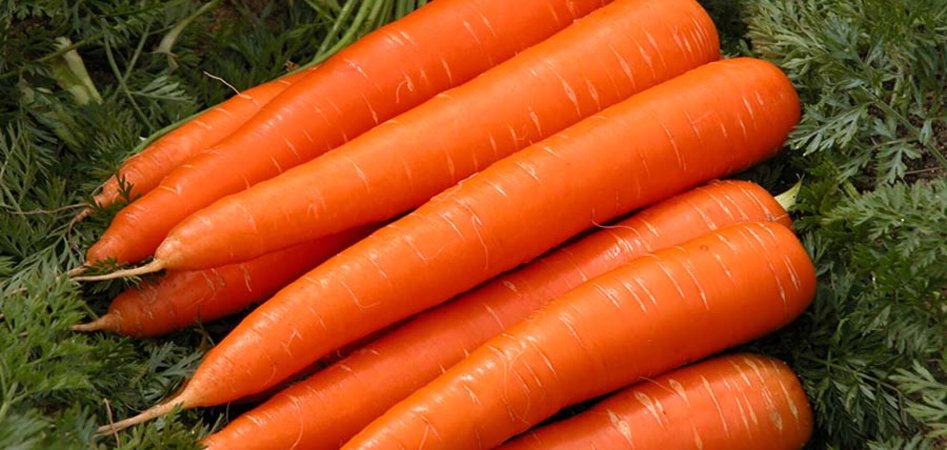 В чому неймовірна користь моркви