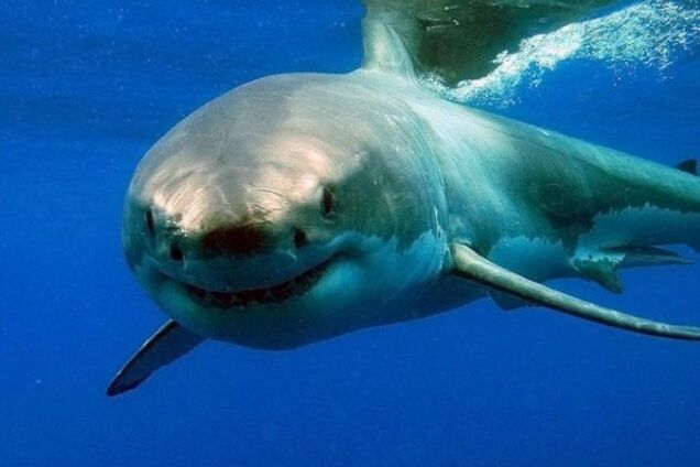 В Єгипті на популярному курорті акула вбила туриста