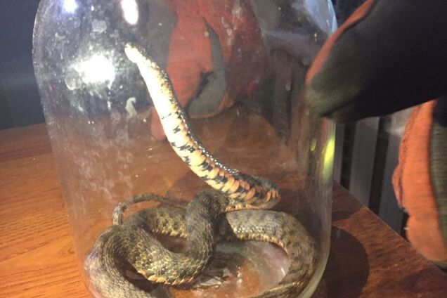 В Днепре в квартиру попала смертельно опасная змея: откуда она там взялась