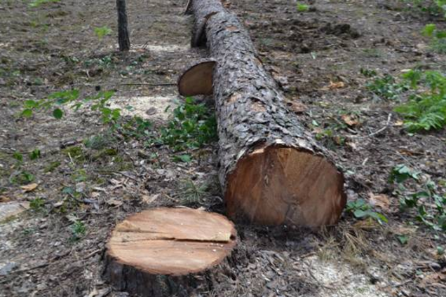 В Украине высыхают леса: озвучены пугающие масштабы проблемы