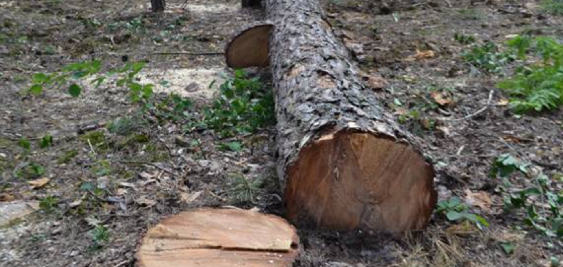 В Україні висихають ліси: озвучені моторошні масштаби проблеми