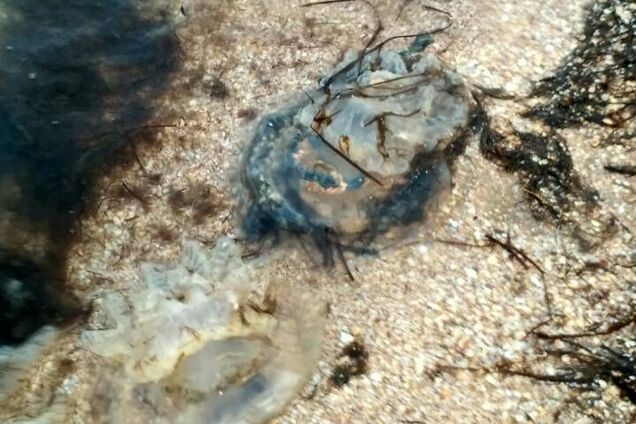 Водорості та величезні медузи: з'явилися нові фото з популярного в Україні пляжу