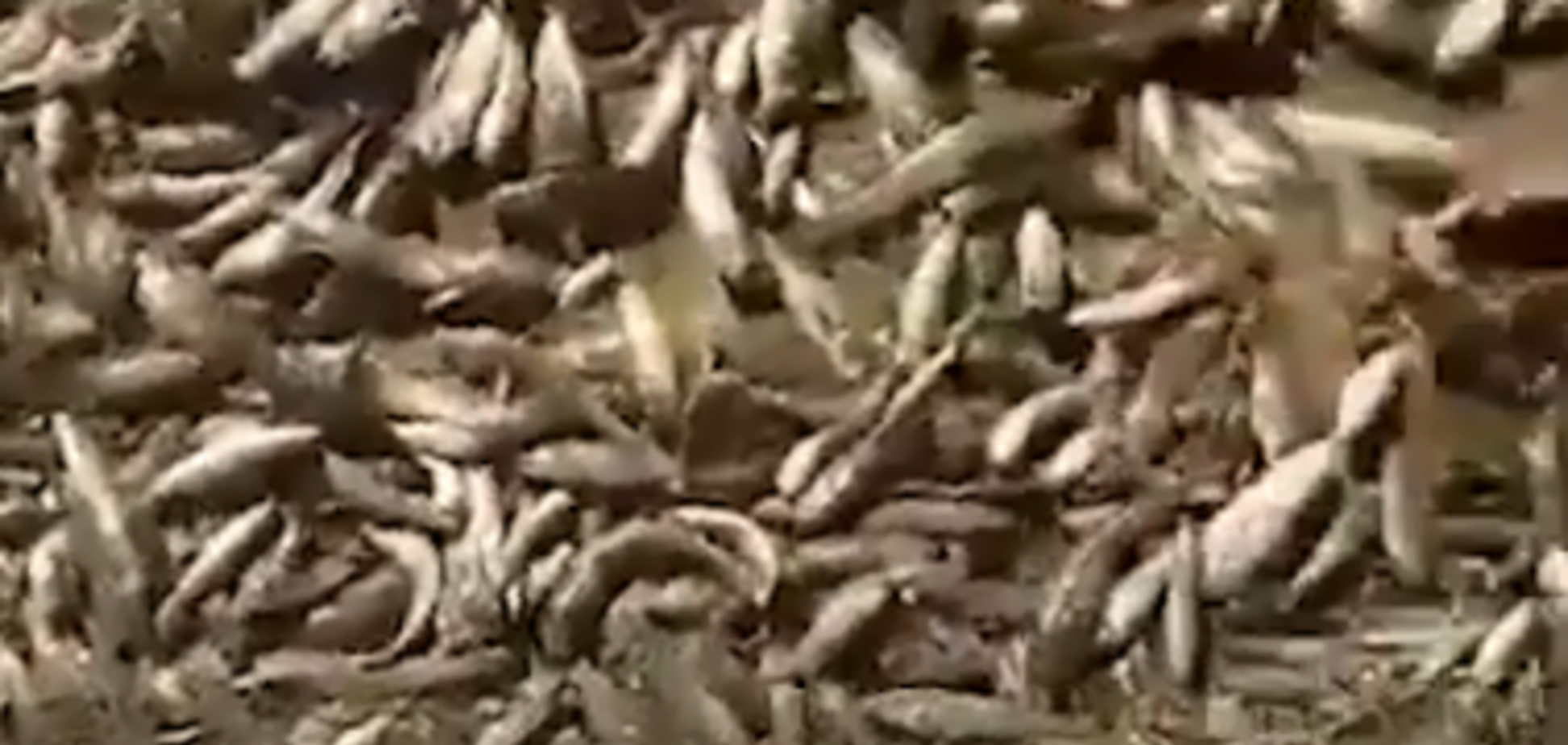 Курорт України засипаний мертвою рибою: відеофакт