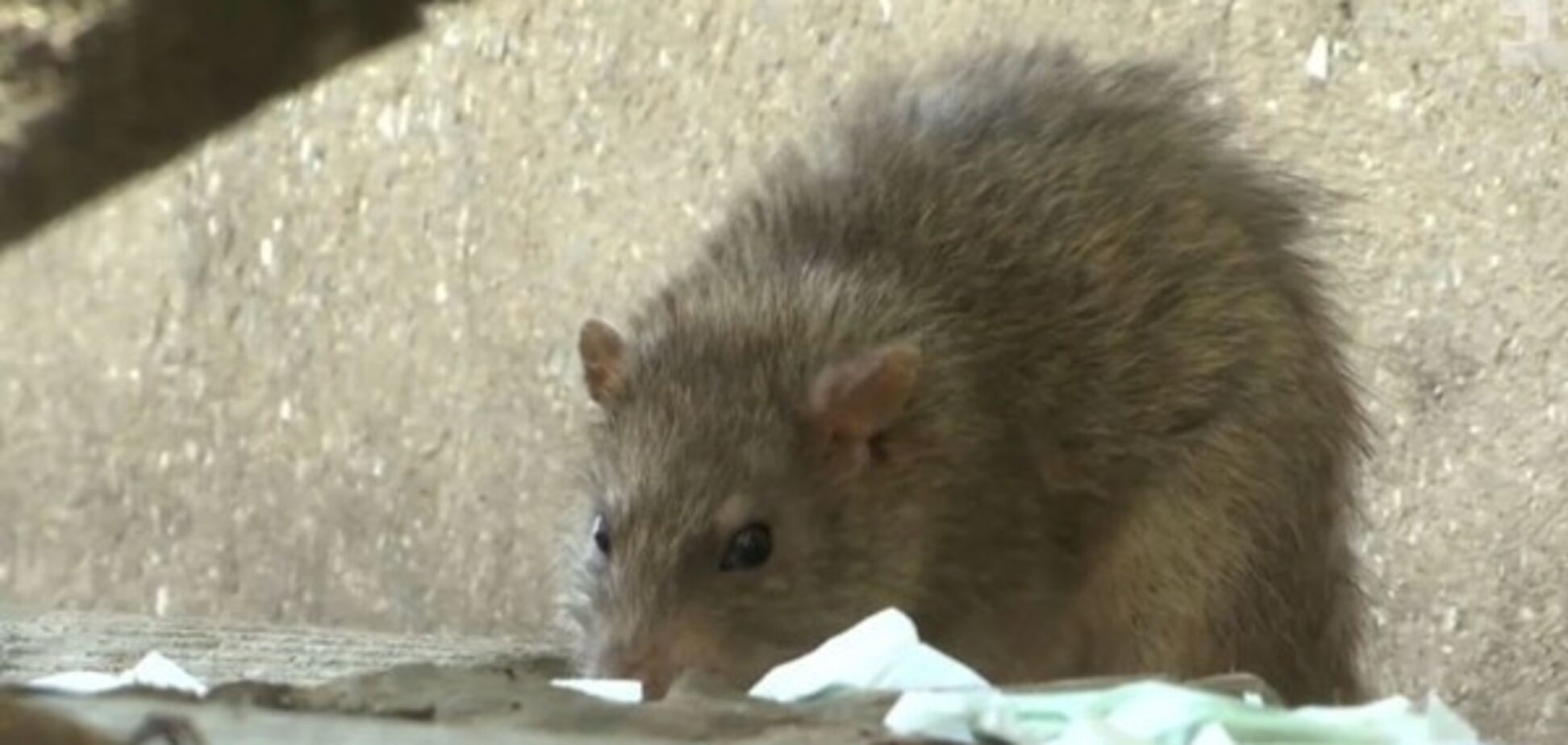 В одеському ресторані на жінку напав щур: мережа лютує