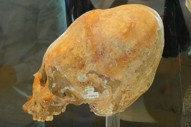 Напоминает 'Чужого': ученые обнаружили необыкновенный древний скелет