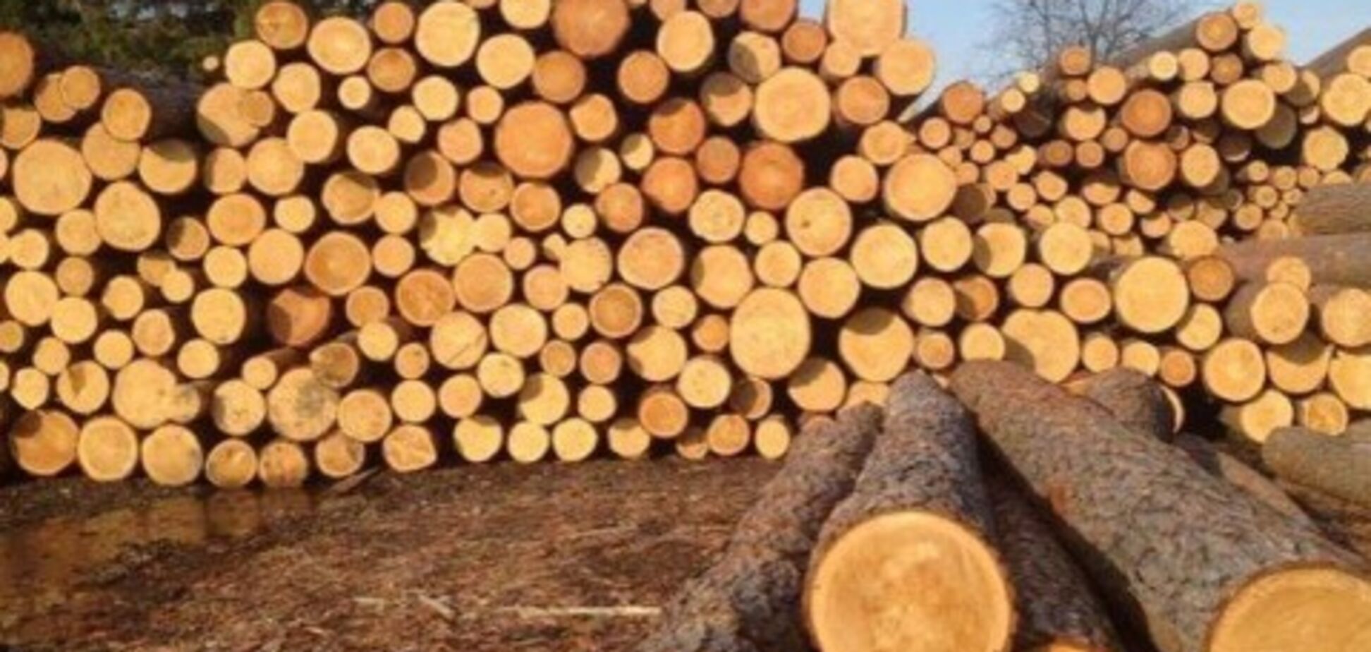 Галасюк: Рада посилила, а не скасувала мораторій на експорт лісу