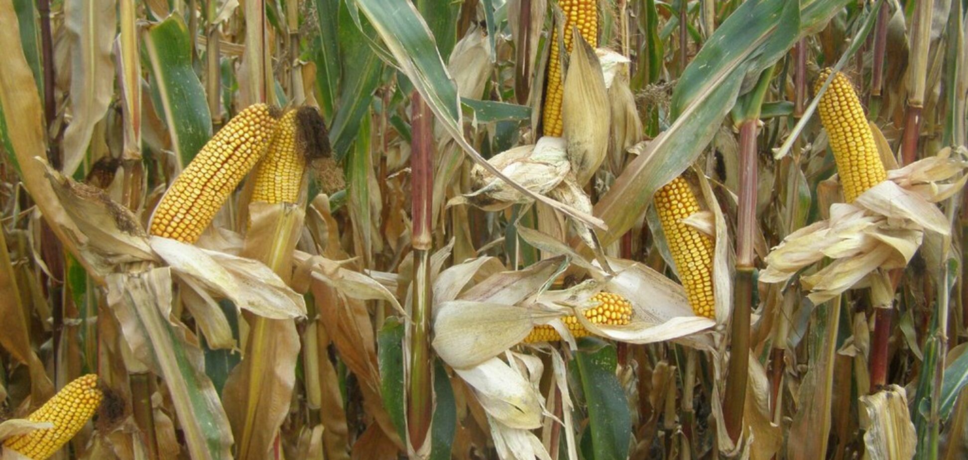В 'Укрлендфарминг' ждут рост урожая кукурузы на 15%