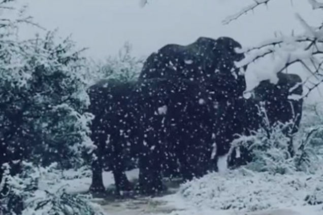 Африку внезапно засыпало снегом: видео аномалии