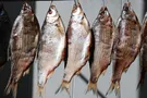 Сыворотки нет: думайте, когда едите вяленую рыбу