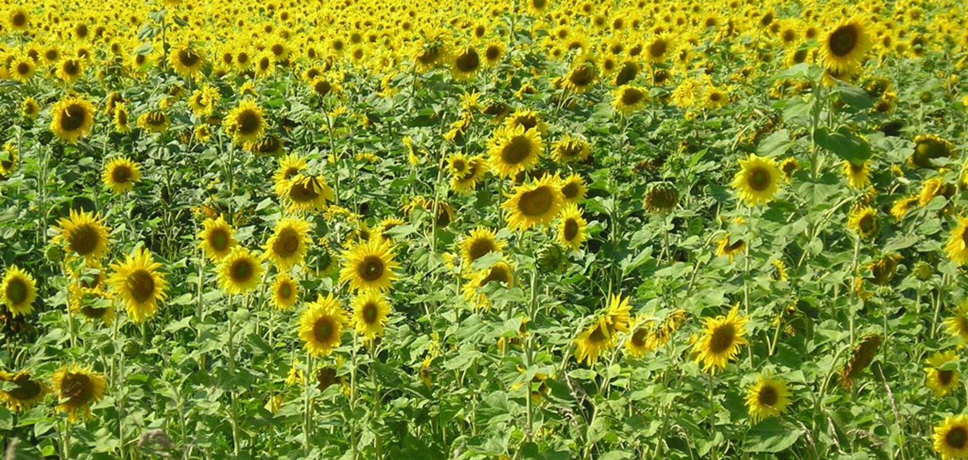 Збалансований підхід до сівозміни підвищив урожайність соняшнику 'Укрлендфармінг'