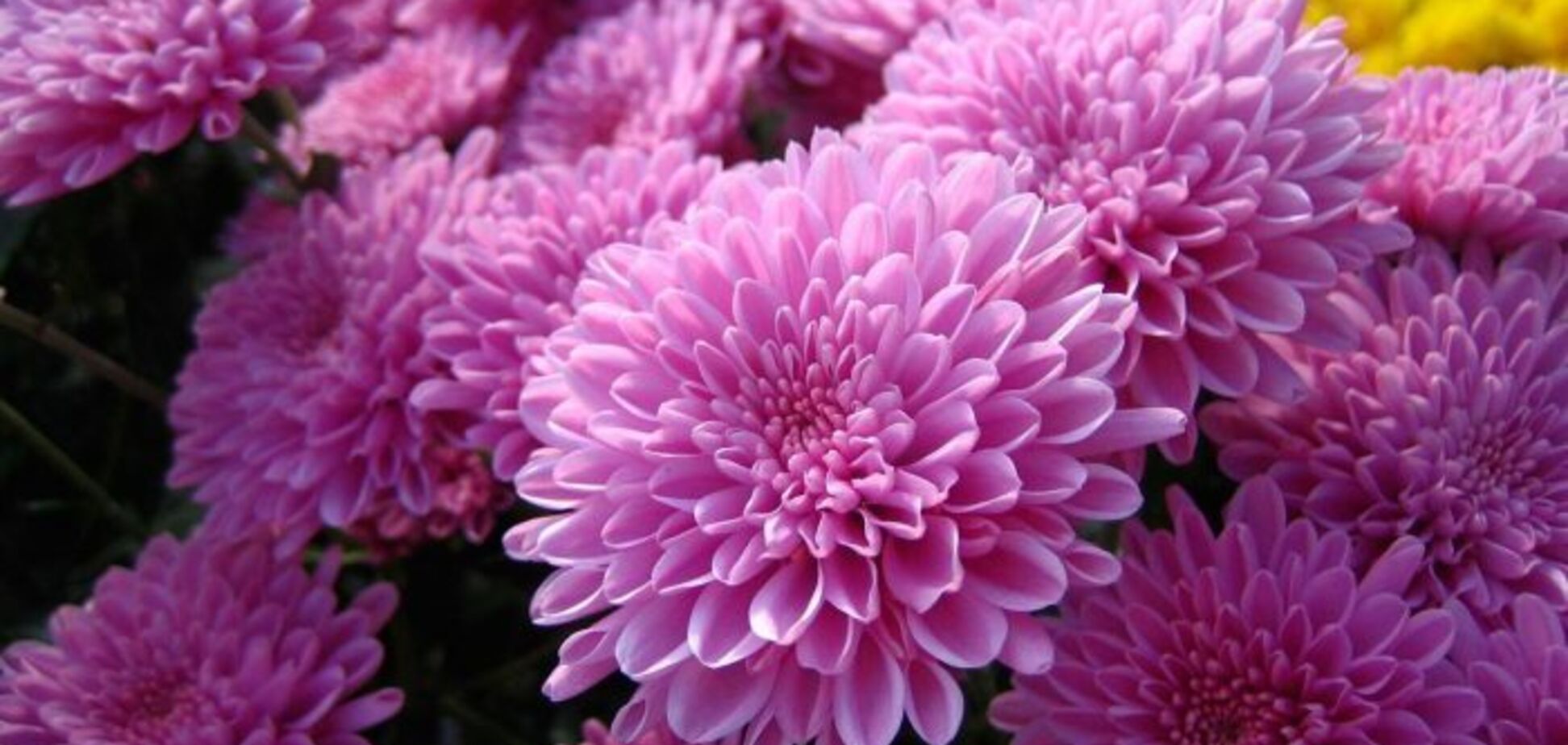 Хризантемы растут под классическую музыку