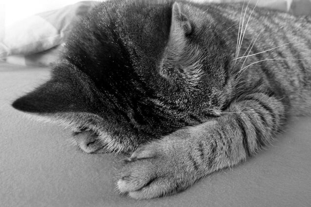 Анекдоты дня: лучшие приколы за 11 сентября