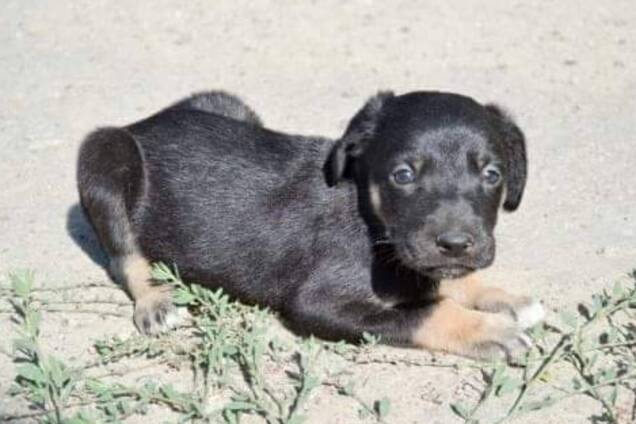 Друг бесплатно: 4 собаки Днепра, которые ищут дом