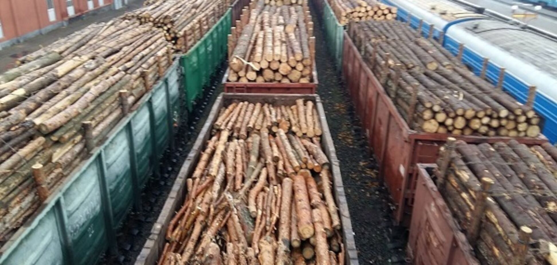 'Дулю, а не ліс!' Ляшко жорстко відповів противникам мораторію на експорт деревини