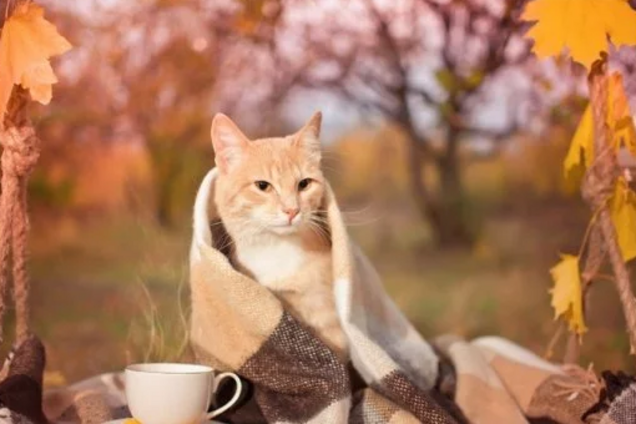 Окутает туман: синоптики уточнили прогноз по потеплению в Украине