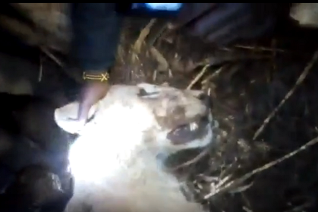 Корова вбила лева: стало відомо про дивовижний випадок у Кенії