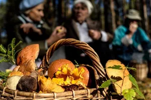 Украинцы умирают от ядовитых грибов: как не стать жертвой