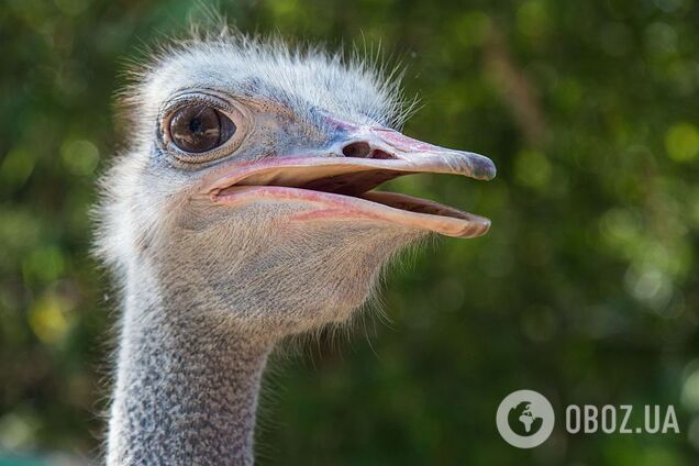 Премия ''Страуса'': однажды в Солсбери, особенности новорусской дуэли и ''бл*дь'' от Червоненко