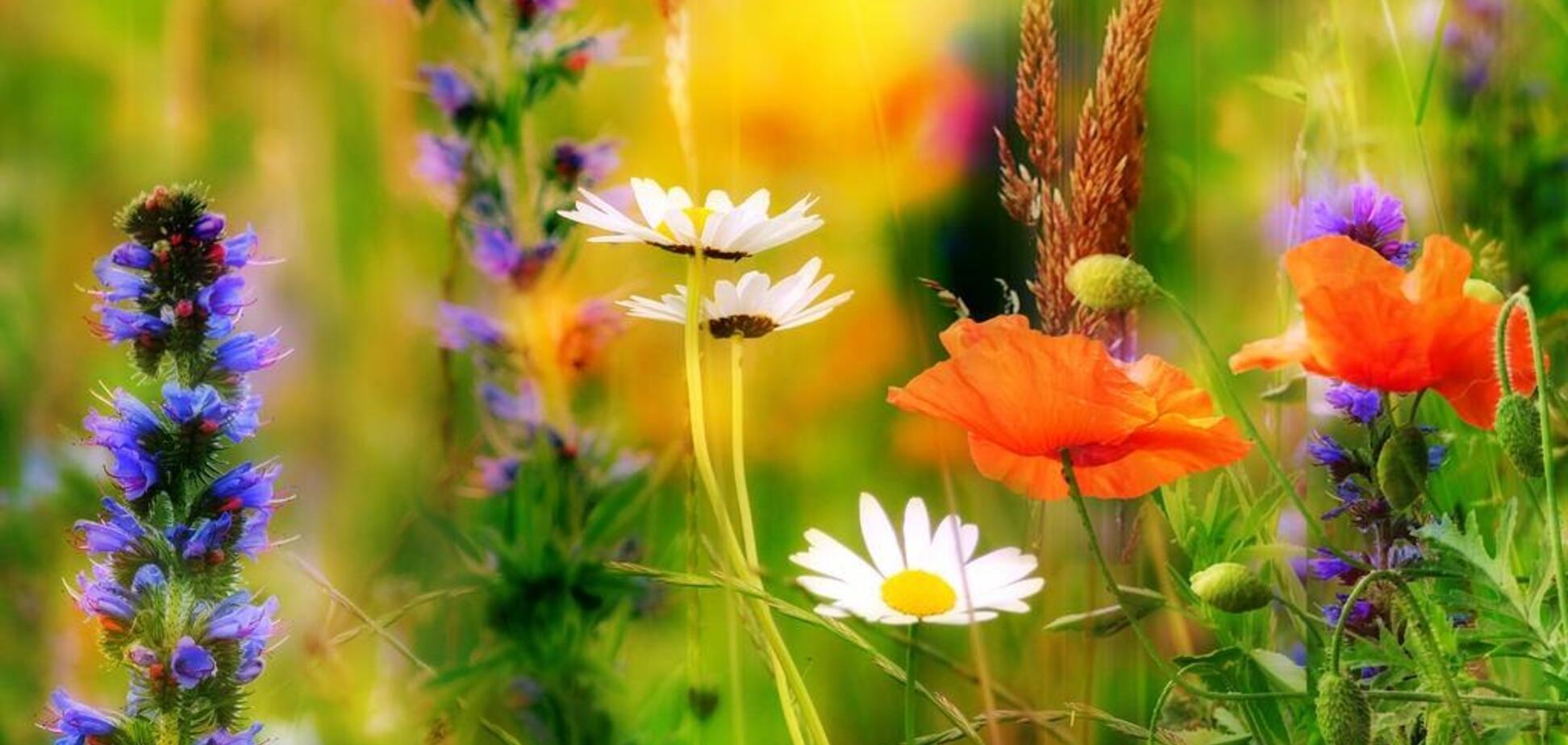 ''Бабье лето'': синоптики уточнили прогноз по потеплению в Украине