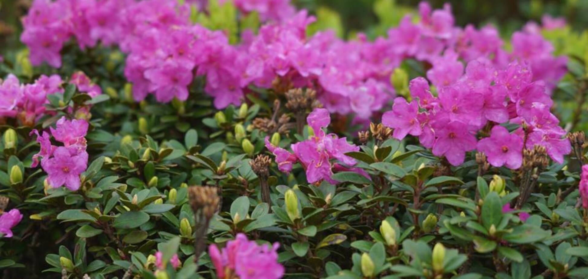 У Карпатах трапилася природна аномалія: фотофакт