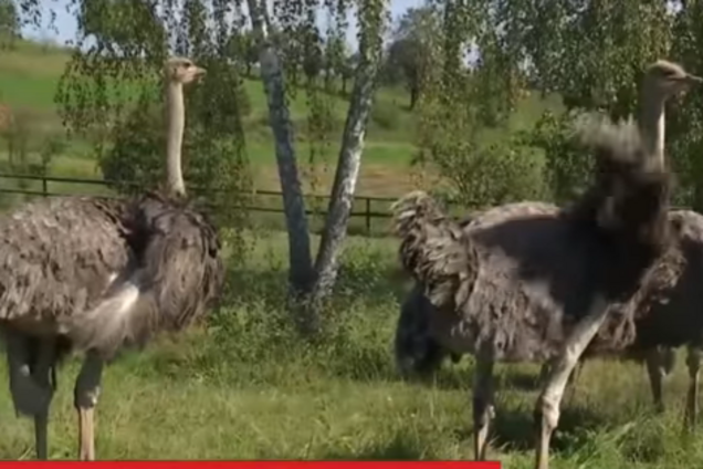 ''Спасти Степку и Петра'': судьба страусов на Прикарпатье озаботила украинцев