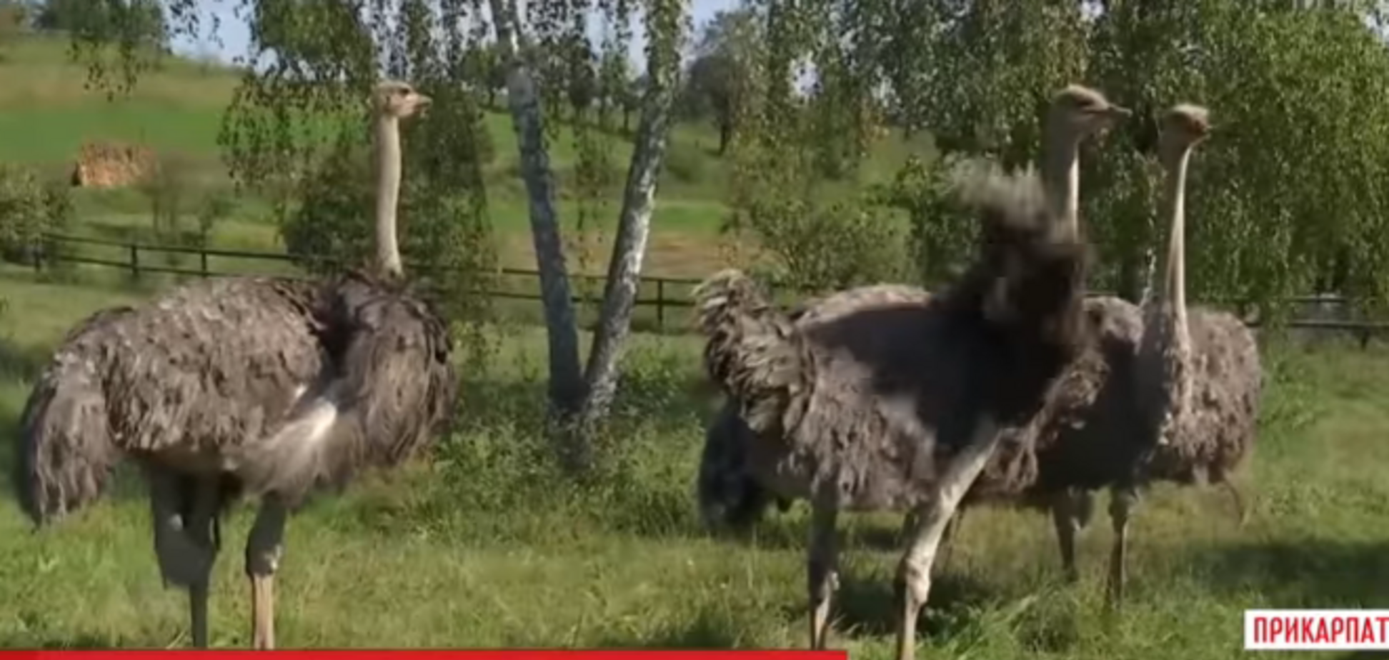 ''Спасти Степку и Петра'': судьба страусов на Прикарпатье озаботила украинцев