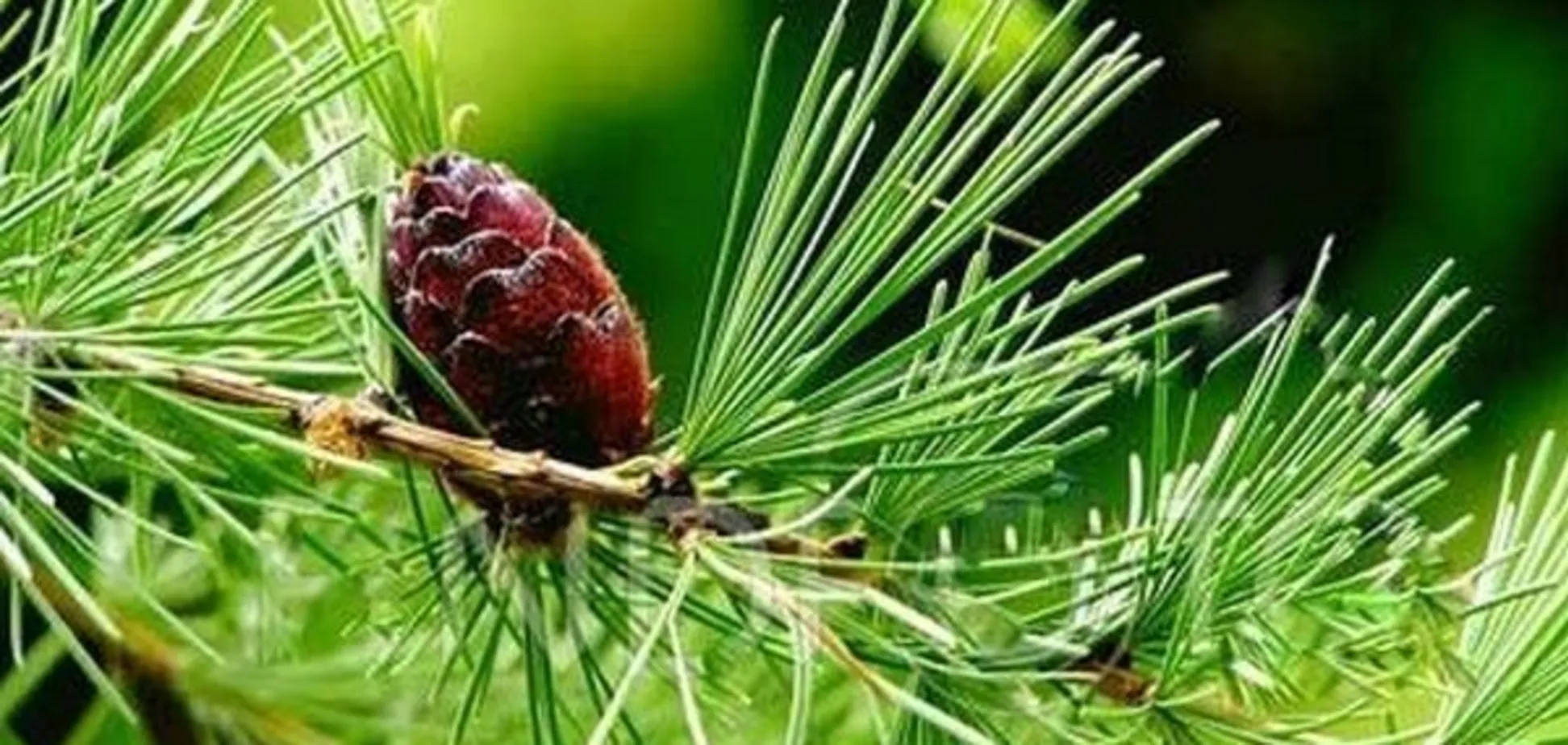 Вчені знайшли в деревах ідеальні ліки від хвороб серця