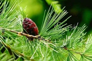 Ученые нашли в деревьях идеальное лекарство от болезней сердца